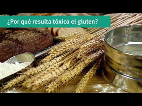 What is gluten? - Dr. Schär Institute