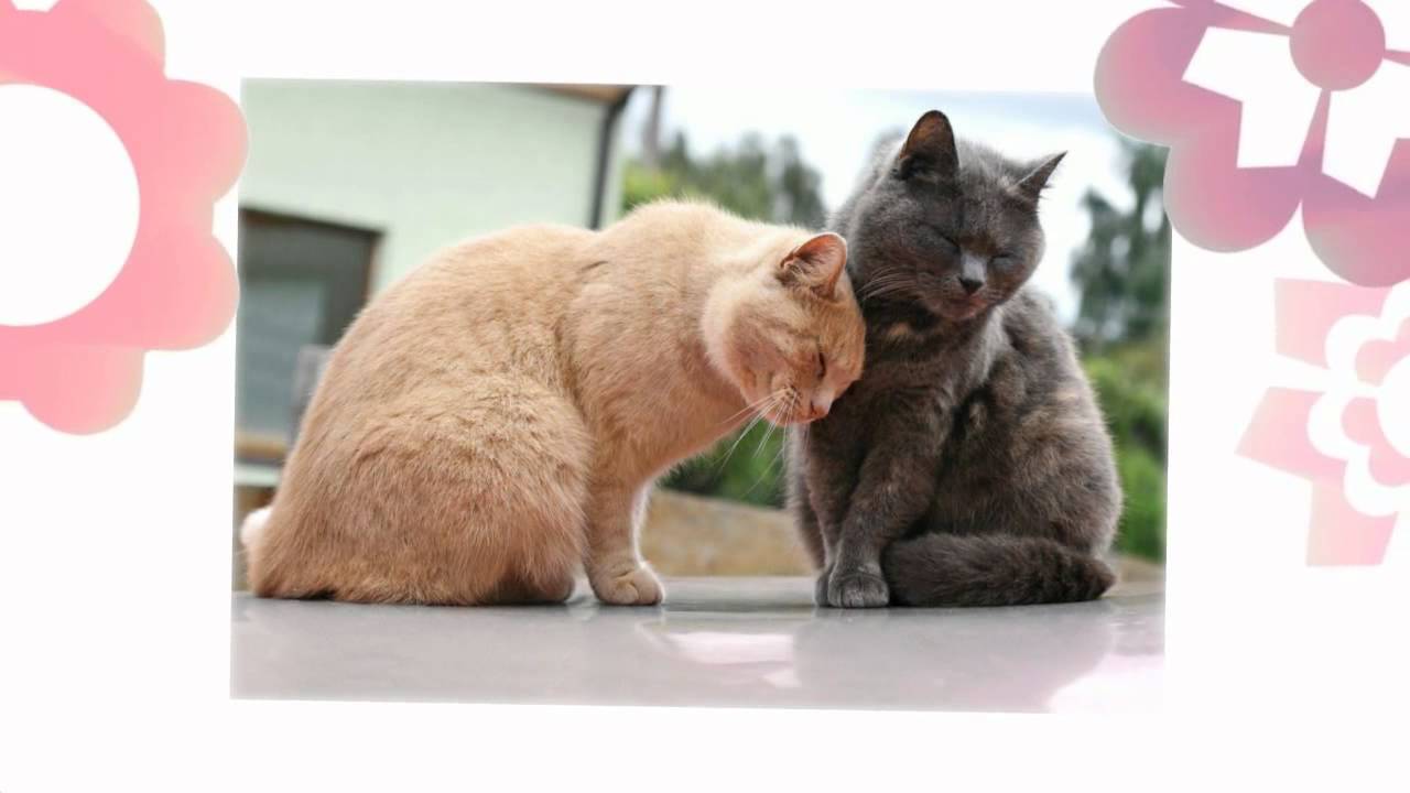 Vet Clinic servicing Watertown, Oconomowoc and surrounding areas