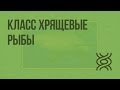 Класс Хрящевые рыбы. Видеоурок по биологии 7 класс