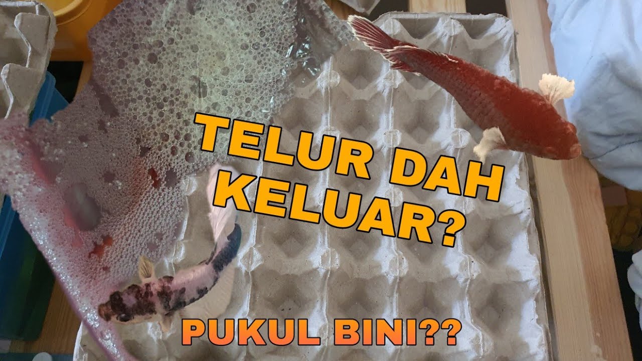 BERMULA LAH PENGALAMAN BREED IKAN LAGA. Jom guys tengok cara saya breed ikan laga🤩