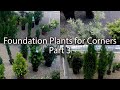 Beaucoup de plantes de fondation pour les coins  partie 3