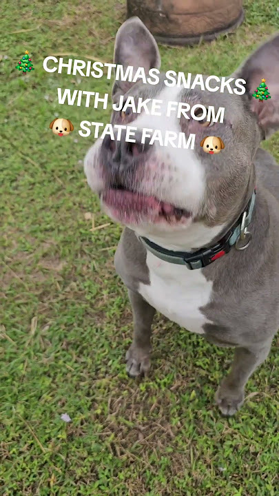 🐶 🎄 PITBULL MERRY CHRISTMAS TREATS IN THE SUNSHINE STATE 🐶 🎄