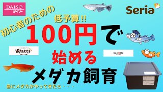 100円で始めるメダカ飼育