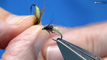 Tying a Latex Caddis Pupa with Davie McPhail