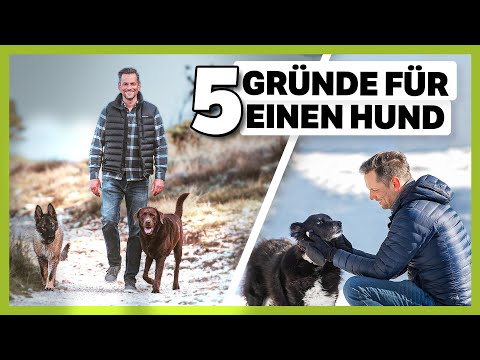 Video: Fünf Gründe, warum zwei Hunde besser sind als einer