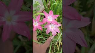 Collection of Some my Rainlily flowers/ Rainlily Tour / Full blooms of flowers