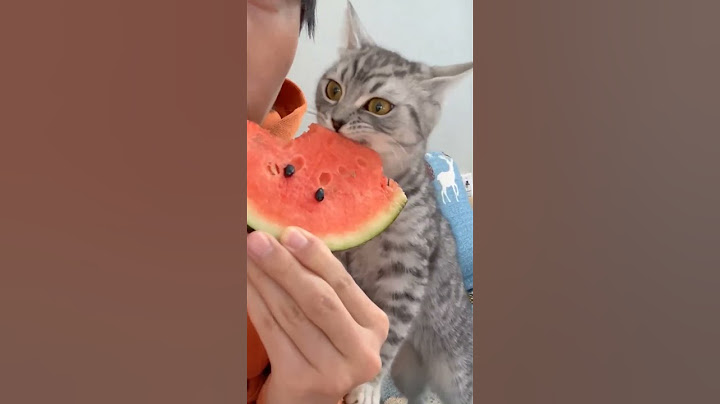кот ест арбуз 🍉 #2024 #cet #like #shorts