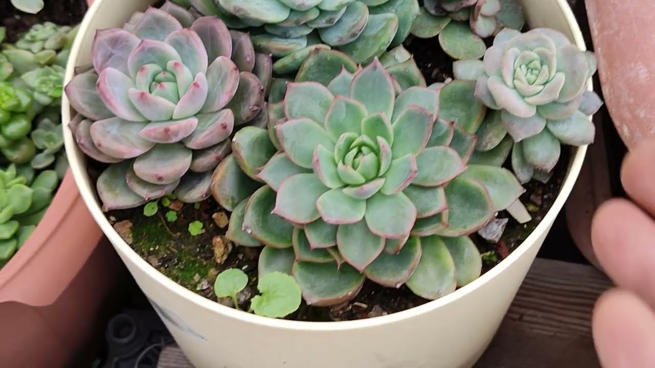 Sukulentlerim çok güzel oldu❤ beraber bakalım🌺#succulent # kontrol#aboneol 