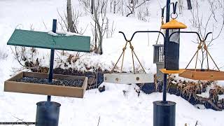 03/15/2025: Backyard Birdwatching Bonanza! Watch the Flocking Around Bird FeederCam Daily at 7:30 AM