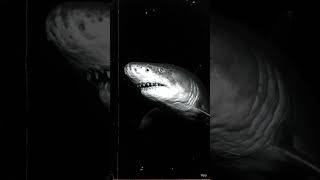 Silence is the deadliest hunter. 🖤🦈 #DarkCinematic #BlackAndWhite #Shark #focusmusic #prestigeworld