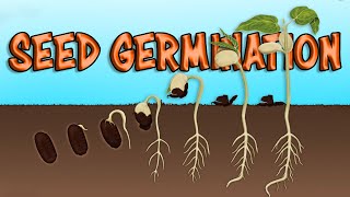 What is Seed germination How Seeds Germinate Process, Steps, Necessity, and its Major Factors