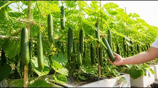 Don't Throw Away Styrofoam! Grow Massive Cucumbers in It 🥒Grow Smarter