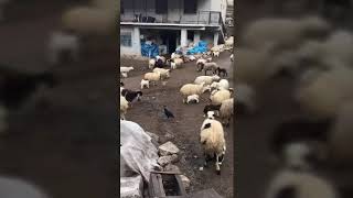 Neşet ertaş çıkayım dağ başına pozlak havası