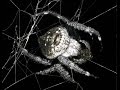 Паук Дарвина/Spider Darwin
