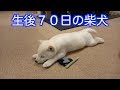 生後70日の柴犬