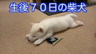 生後70日の柴犬