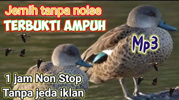 Suara Pikat belibis batu (piulu/Bekekek)||masteran berburu belibis