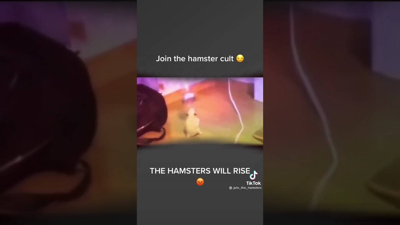 Hamster Song Youtube