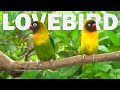 Lovebird Chirping Sounds - Green Personata & Green Pied Personata