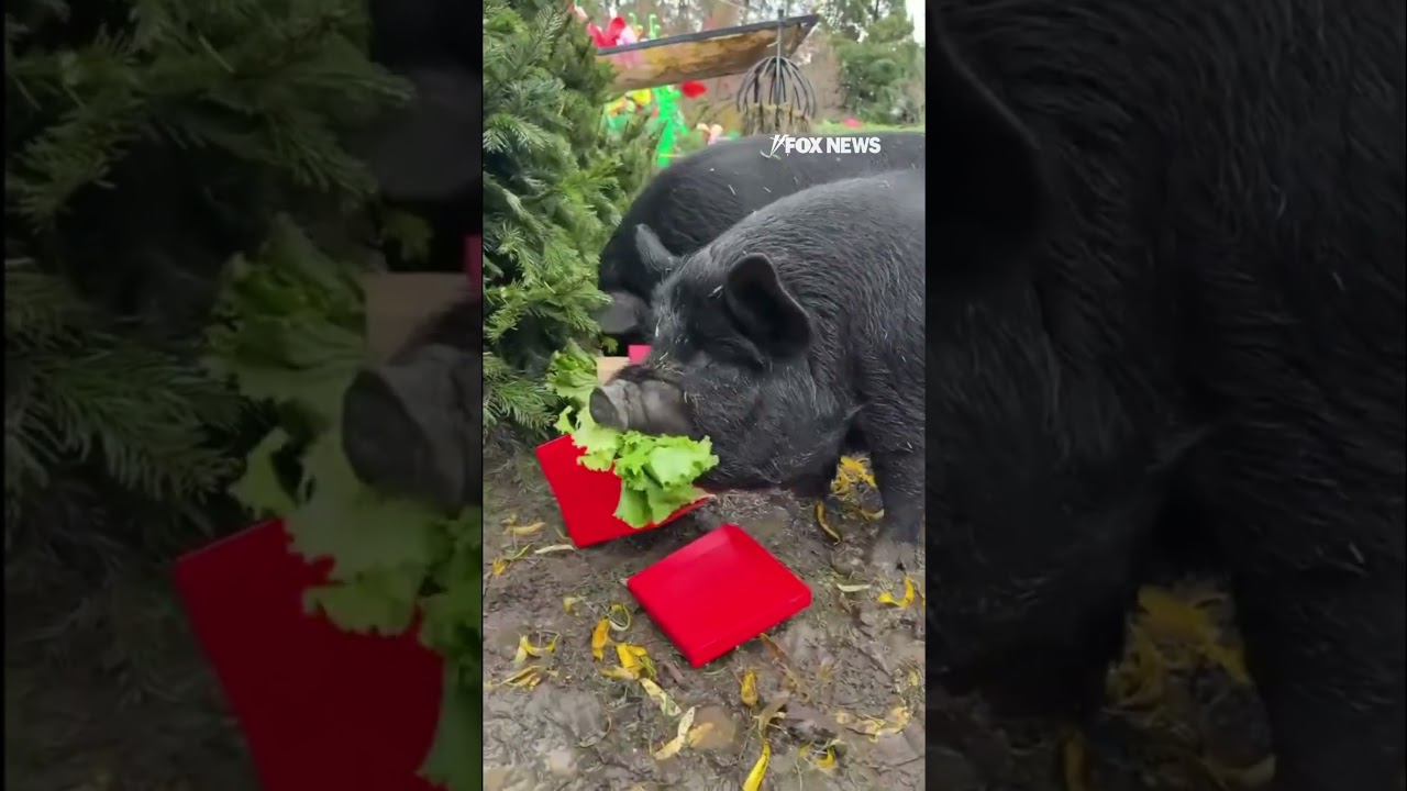 HAPPY HOG-IDAYS: Guinea hogs open presents from Santa #shorts #animals #cute #pig #zoo #usa