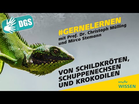 Gebärdefassung: Von Schildkröten, Schuppenechsen und Krokodilen | #gernelernen mit MDR Wissen | MDR