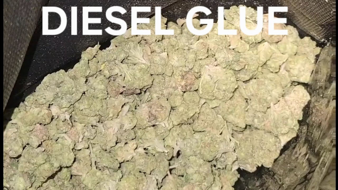GOT A POUND OF DIESEL GLUE FOR 120 DOLLARS AT THCA SMALL BUDS  MY REVIEW