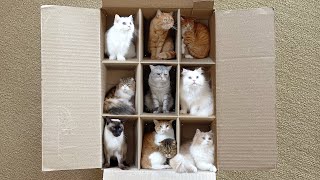 I Built a New House for My Cats (ENG SUB)