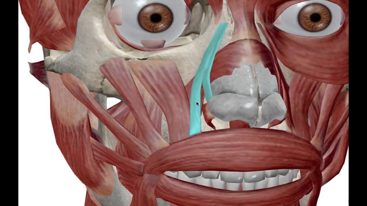 Facial Muscles: Muscles of Expression - YouTube