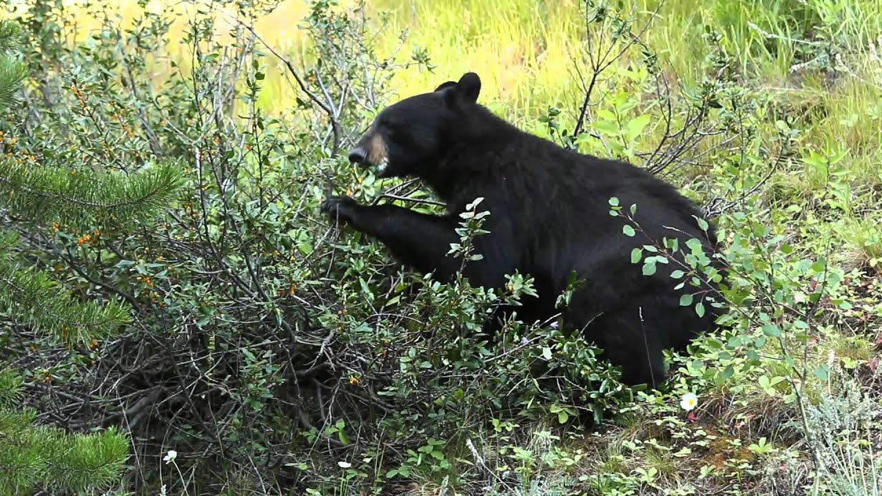 Black Bear Feeding On Berries Youtube