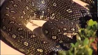 Diamond/Carpet Python in the Garden Profile