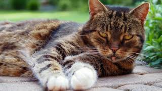 Simple Home Remedies For Worms In Cats That Get Rid Of Worms