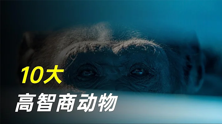 地球上智商排名前10的动物，最后一个，就快变成人了！ - 天天要闻