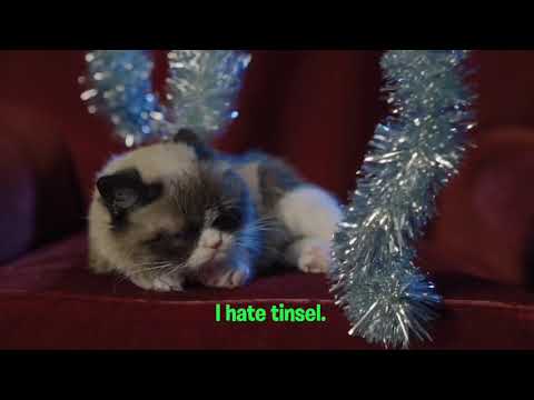 why-does-grumpy-cat-hate-the-holidays?