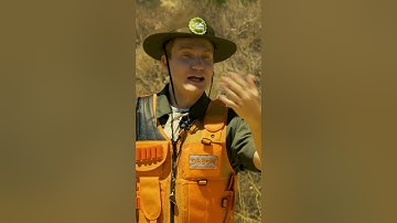 GO-GO Dinosaur Games #shorts | 🦖🦕 #trex #dino #trexranch