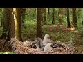 Большая семя теночей в опасненьком местев The isli evrima