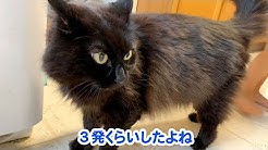 Theo The Talking Cat Youtube