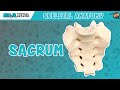 Sacrum Anatomy