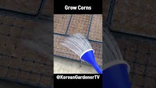 옥수수씨앗으로 모종 대량생산ㅣGrow Sweet Corn Seeds #grow