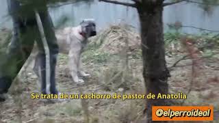 Kangal Cachorro se prueba con Valor contra un Lobo