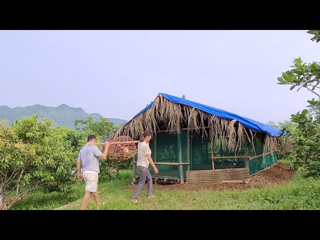 Take care of pigs and chickens. Move chickens to a new coop. (Episode 49).