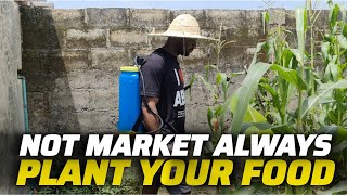 DON'T WASTE LAND PLANT YOUR FOOD AT MY GARDEN - ONOSA IBEJU-LEKKI LAGOS by REALTOR COLLINS 127 views 10 days ago 3 minutes, 50 seconds