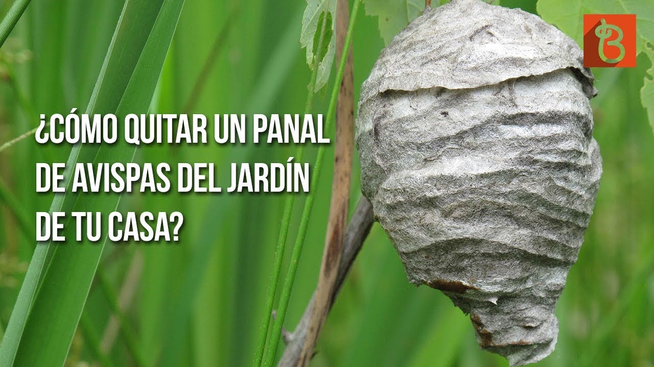 Cómo quitar un panal de avispas del jardín. YouTube Cómo quitar un panal de avispas del jardín. YouTube