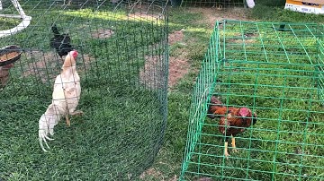 Hmong Brothers Qaib Ej.