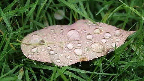 [완결판] XML 강좌 3 -  XML속성, Namespace, XML 보여주기, XSLT , XPath,XLink , XPointer , DTD, Schema ,중간 고사