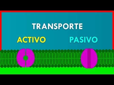 Video: ¿El glicerol requiere proteínas de membrana para atravesar la membrana?