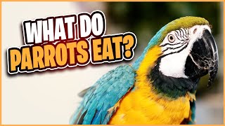 What Should You Feed Your Parrot? by Alpha Match  42 views 2 years ago 8 minutes, 20 seconds