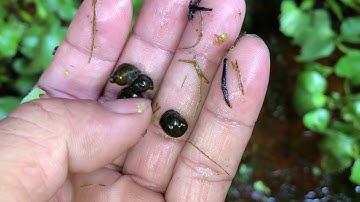 LÀM GIÀU TỪ MÔ HÌNH NUÔI ỐC BƯƠU ĐEN 2020