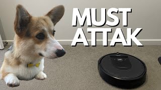 Corgi vs Roomba robot vacuum (Funny Dog Video)