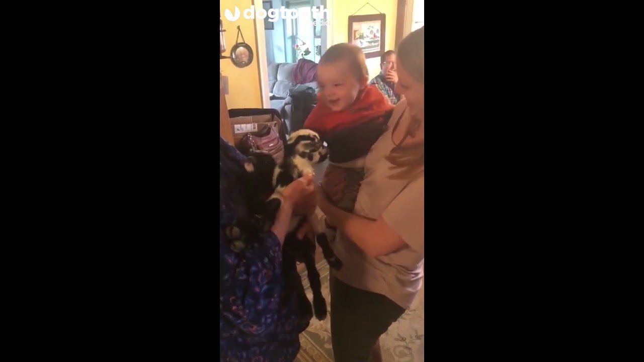 Baby Can't Stop Laughing When Tiny Goat Bleats || Dogtooth Media