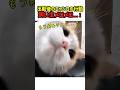 【笑劇】出勤後のニャンコの行動...カワイ過ぎて飼い主メロメロ！　#猫 #ねこ #ニャンコ #猫動画 #かわいい #カワイイ #面白い #面白動画 #shorts #猫のいる暮らし